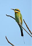 Rainbow Bee-eater